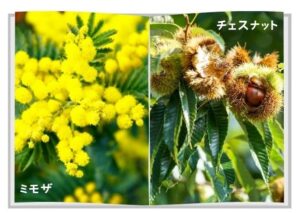 タンニン植物