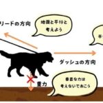 犬への負担はリードの長さに関わってくる？