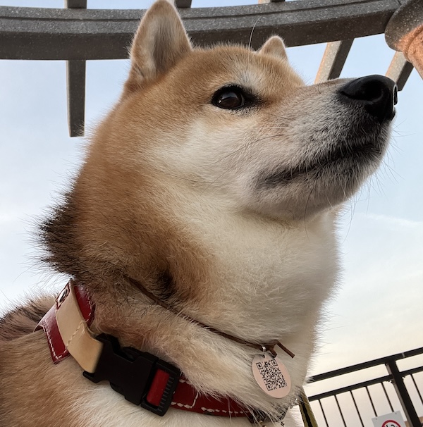 首輪をつけた柴犬