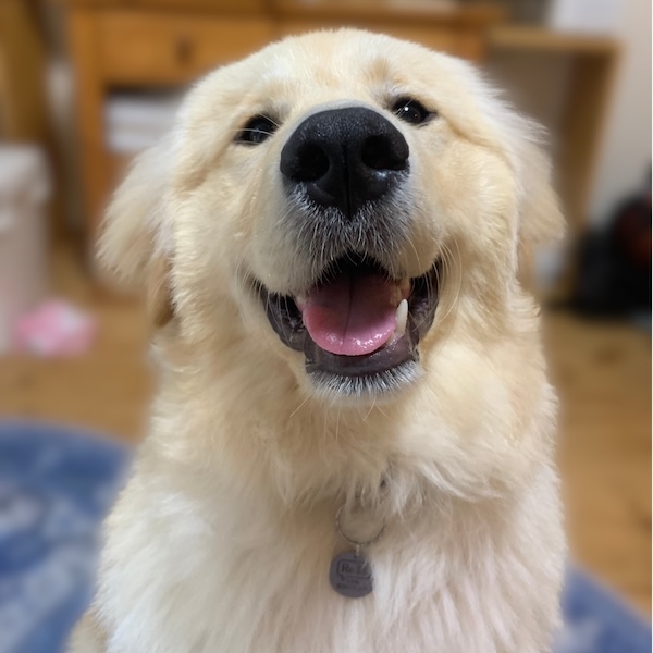 首輪をつけたゴールデン