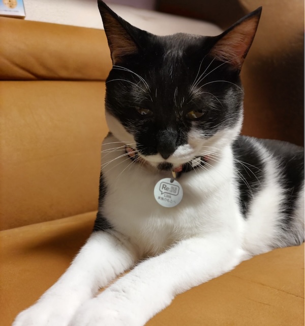 首輪をつけた猫